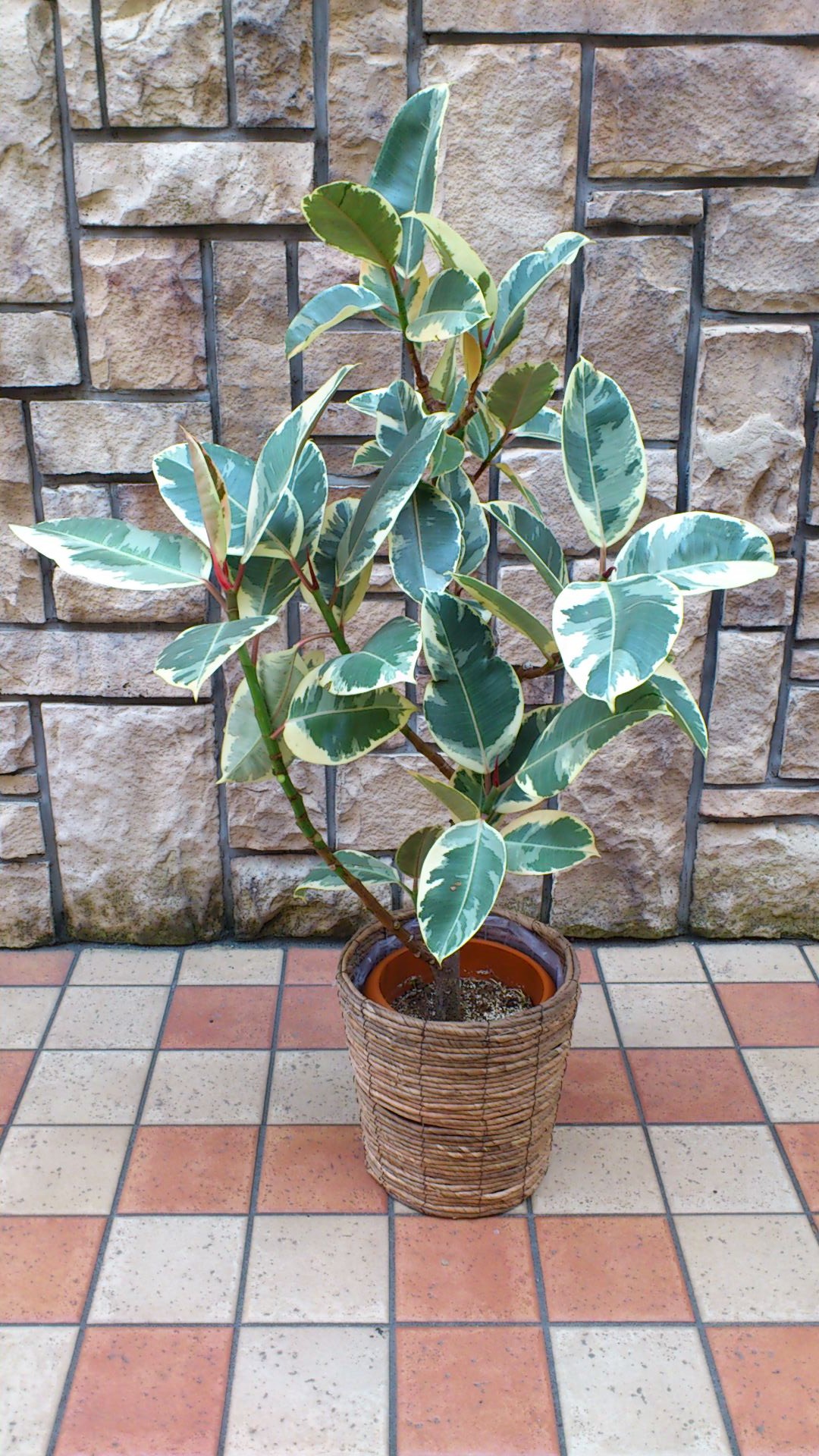 観葉植物　おまかせオーダー