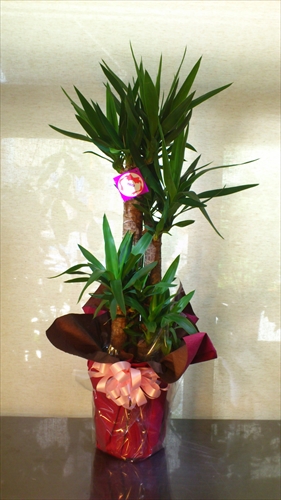 観葉植物　おまかせオーダー