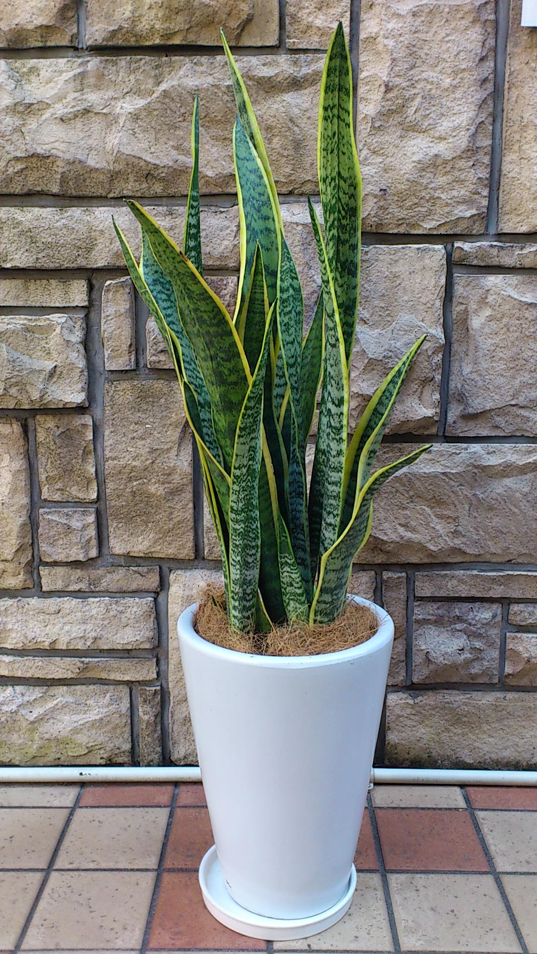 観葉植物　おまかせオーダー
