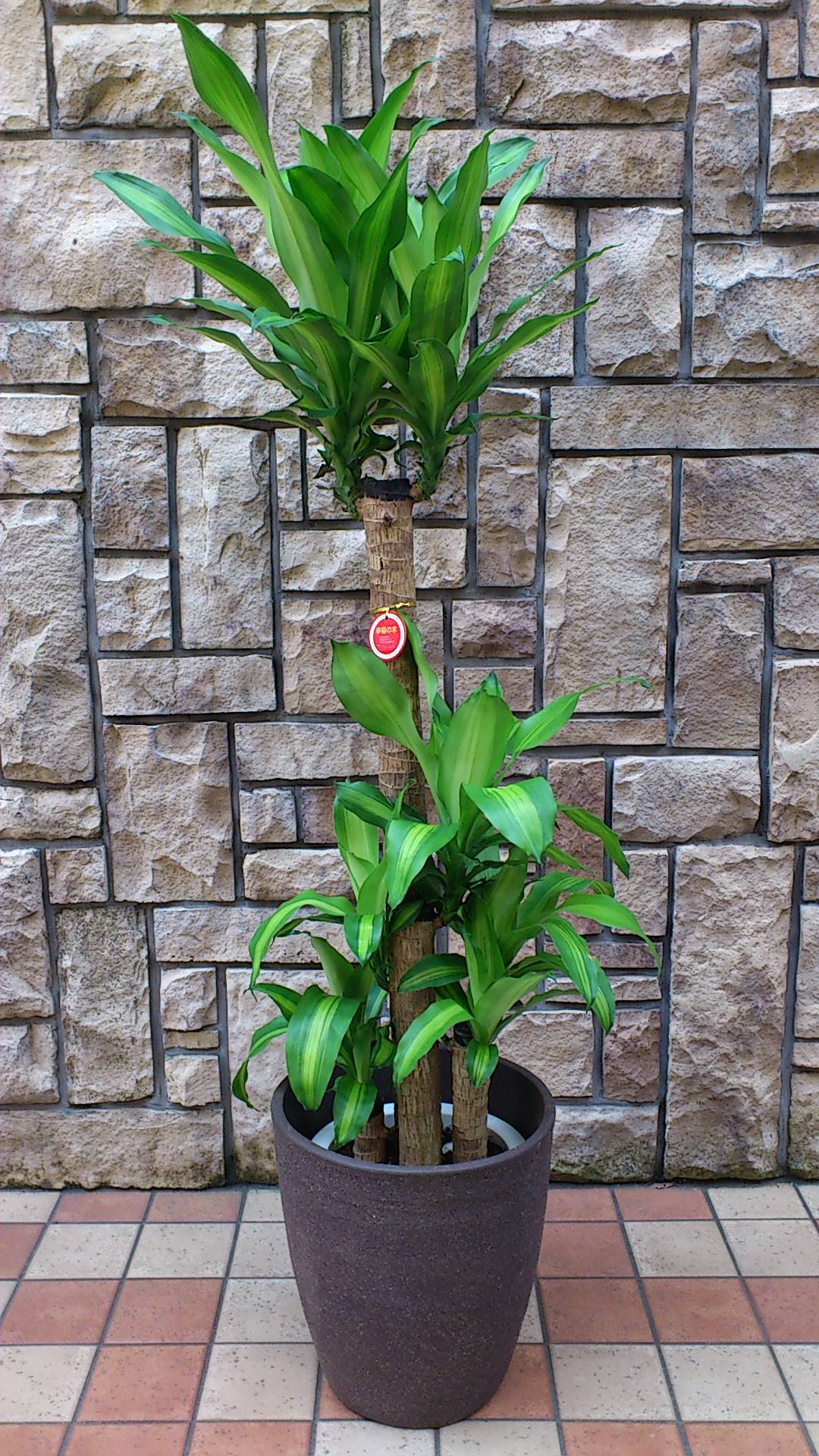 観葉植物　おまかせオーダー