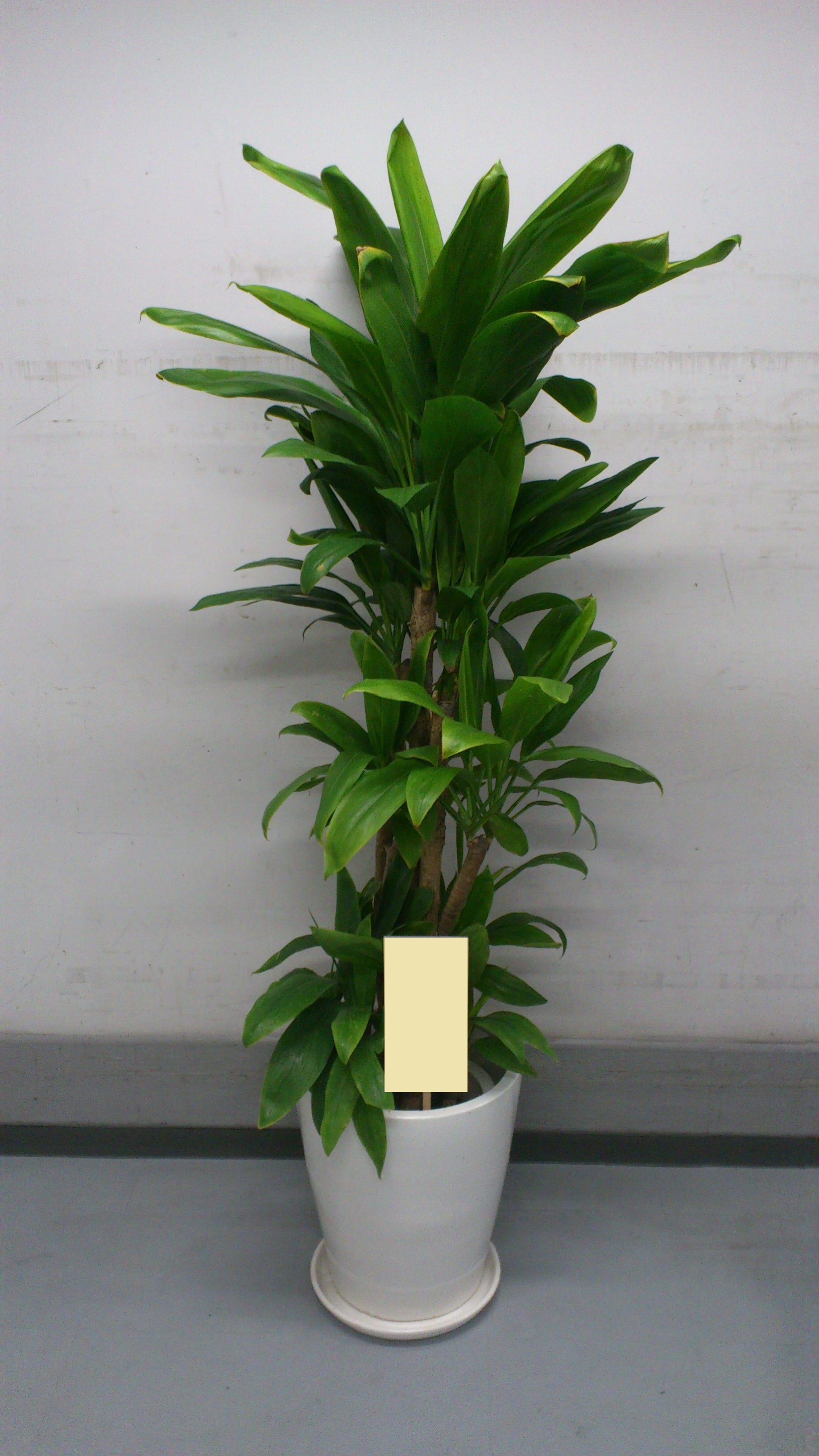 観葉植物　おまかせオーダー