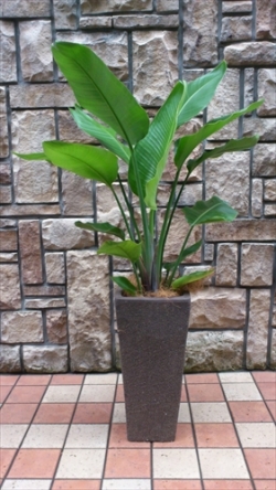 観葉植物　おまかせオーダー