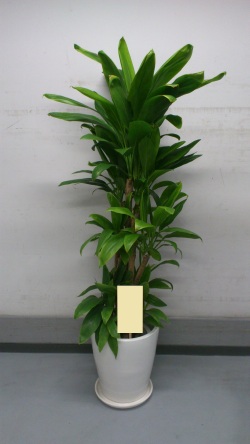 観葉植物　おまかせオーダー