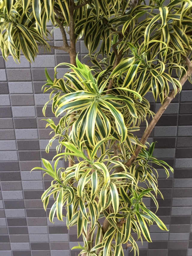 3398 ソングオブインディア カゴ 大