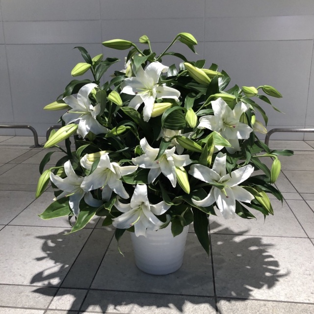 ホワイトユリ シンプルアレンジメント