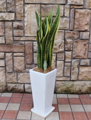観葉植物　おまかせオーダー