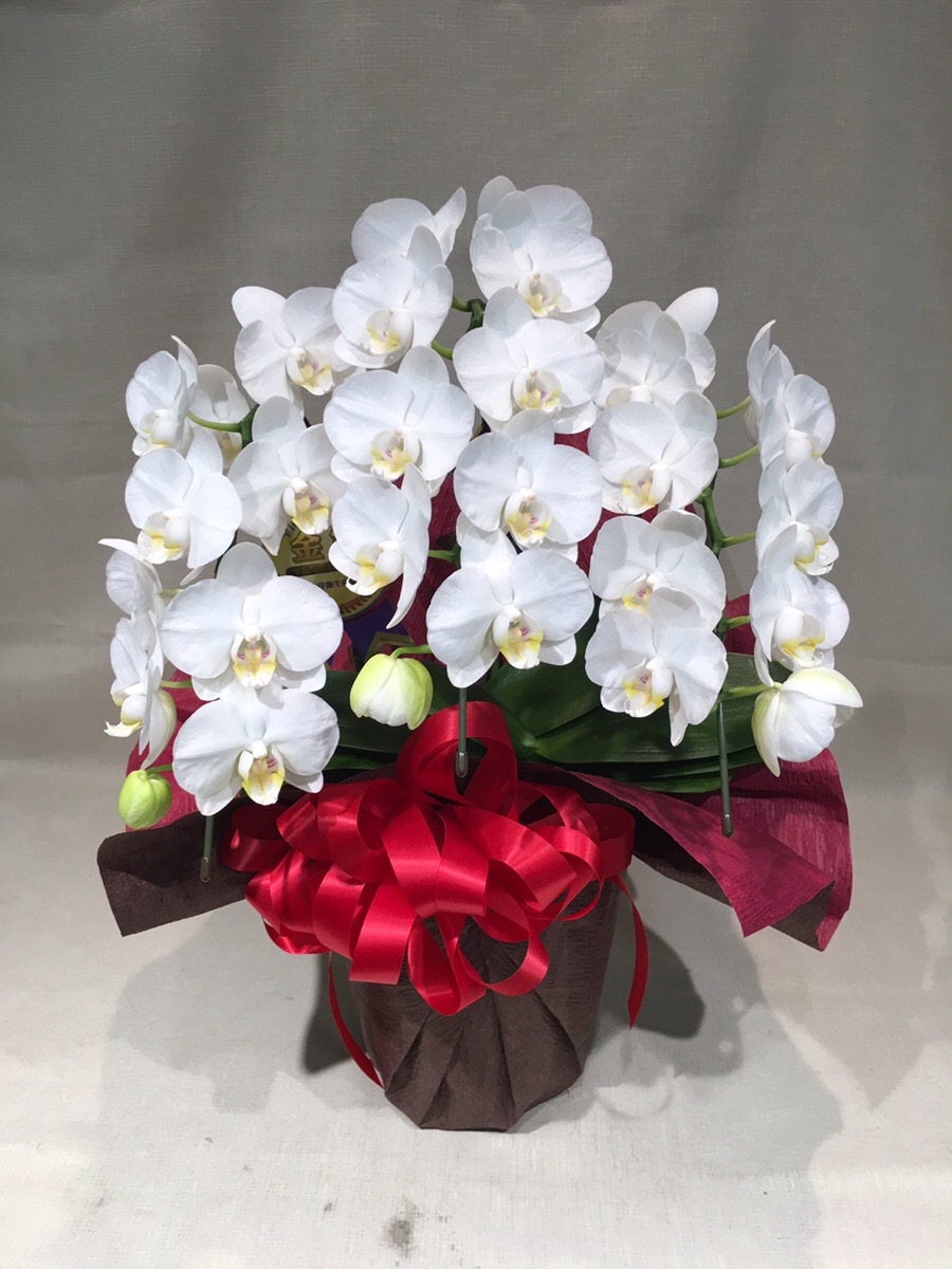 ミニ胡蝶蘭〈3本立ち〉おまかせオーダー（18,000円・税別）