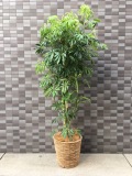 おまかせ観葉植物（高級カゴ付き｜高さ約170cm×幅約60cm｜税別30,000円）