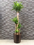 おまかせ観葉植物（カゴ付き｜高さ170cm × 幅60cm｜税別20,000円）