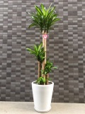 おまかせ観葉植物（白陶器鉢付き｜高さ約170cm×幅約60cm｜税別35,000円）