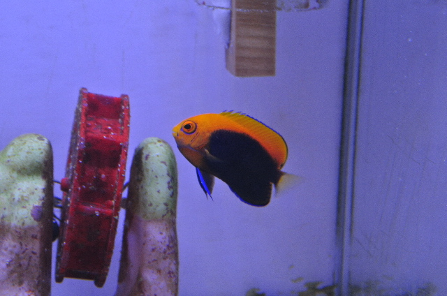 アフリカンピグミーエンゼル