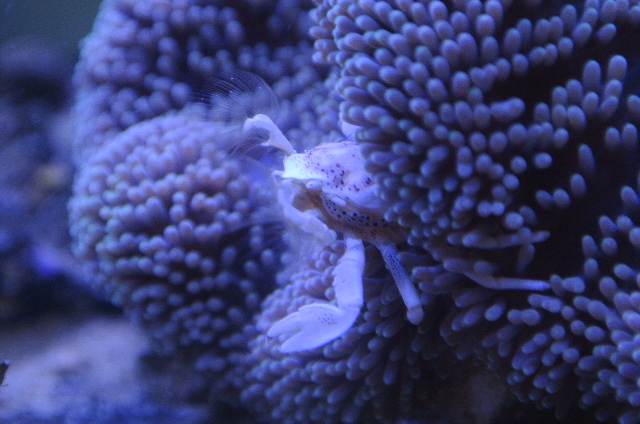 アカホシカニダマシ(ペア)