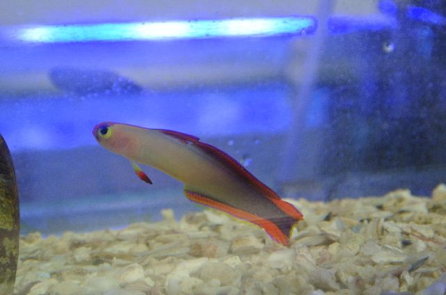 アケボノハゼ(マニラ産)