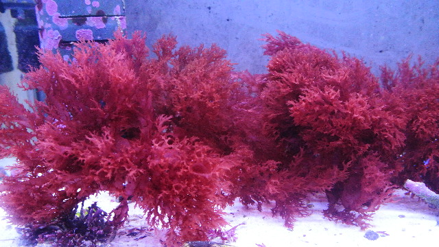 紅藻(ホソバノトサカモドキ)