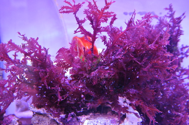 紅藻(レッドフェザープランツ)