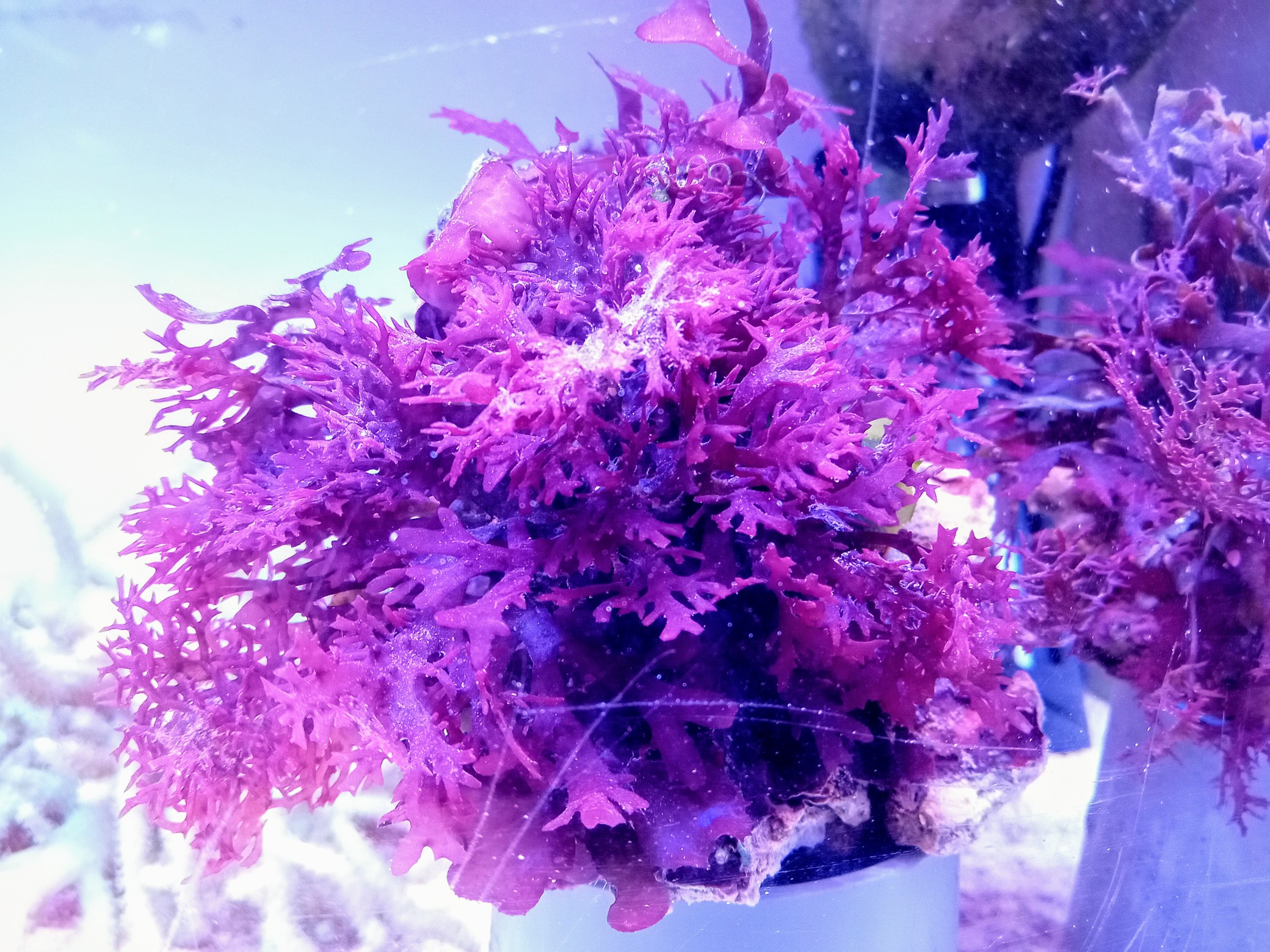 紅藻(トサカノリ)岩付