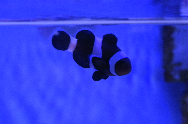 ブラックオセラリス(小さめ)