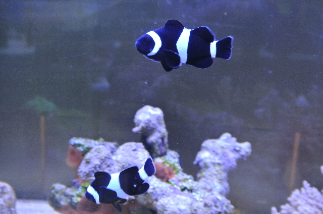 ブラックオセラリス(仲良しペア)