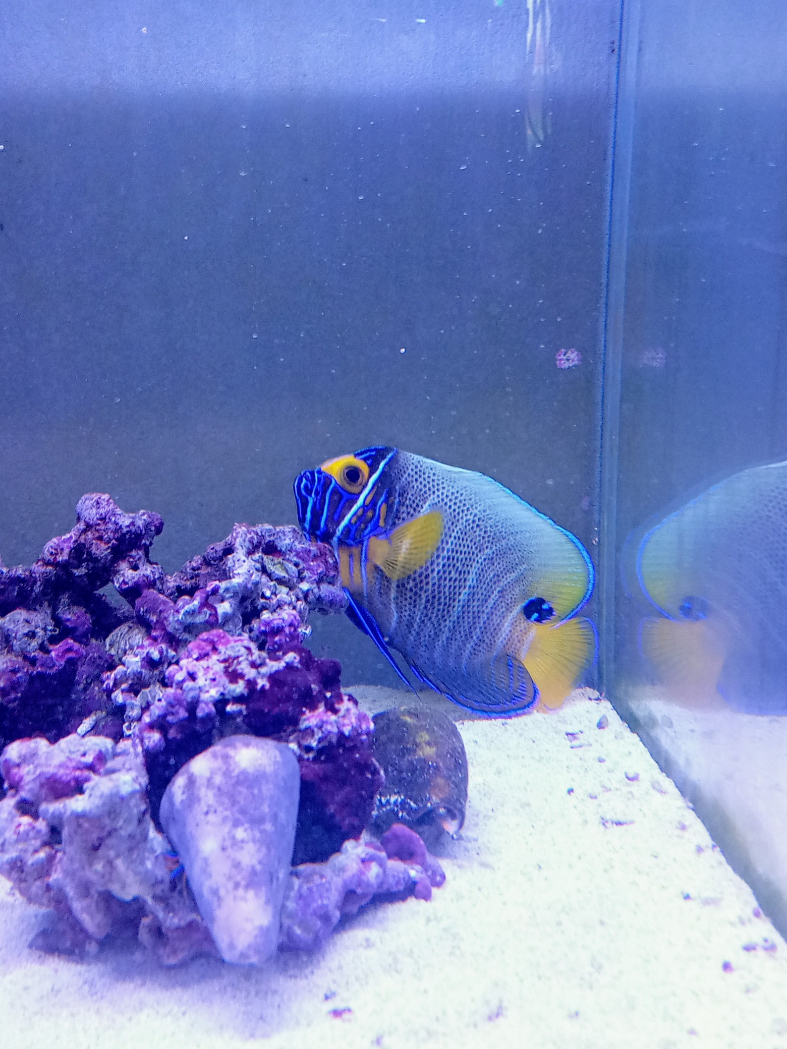 ブルーフェイス(小さめ)