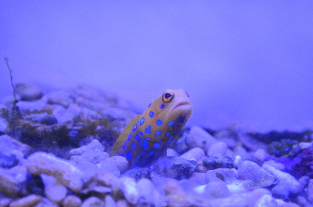 ブルースポットジョーフィッシュ(カリブ産)