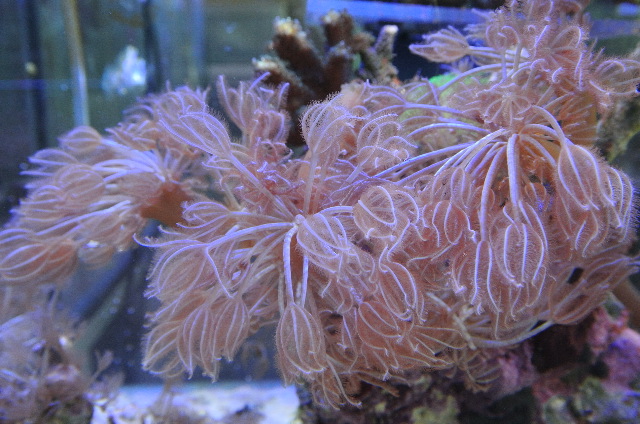 ブルームウミザミの芽(沖縄産)