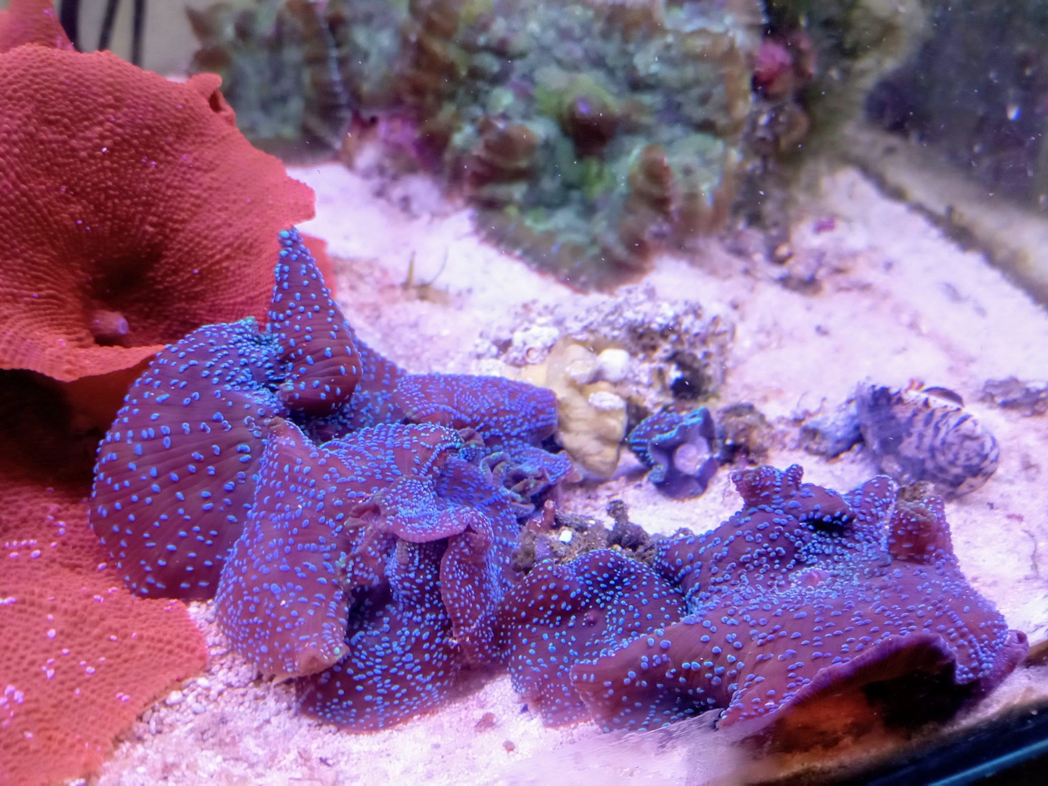 ディスクコーラル(美ブルーグリーン)１枚