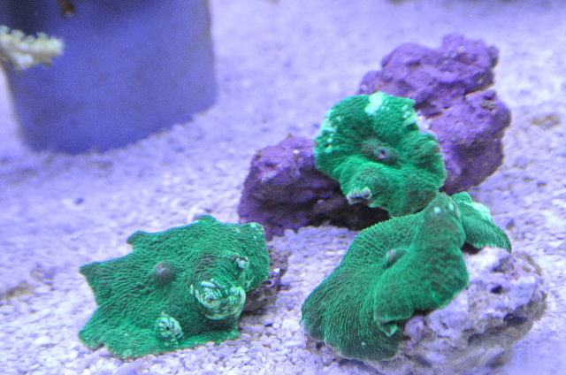 ディスクコーラル(美グリーン　1枚)岩付