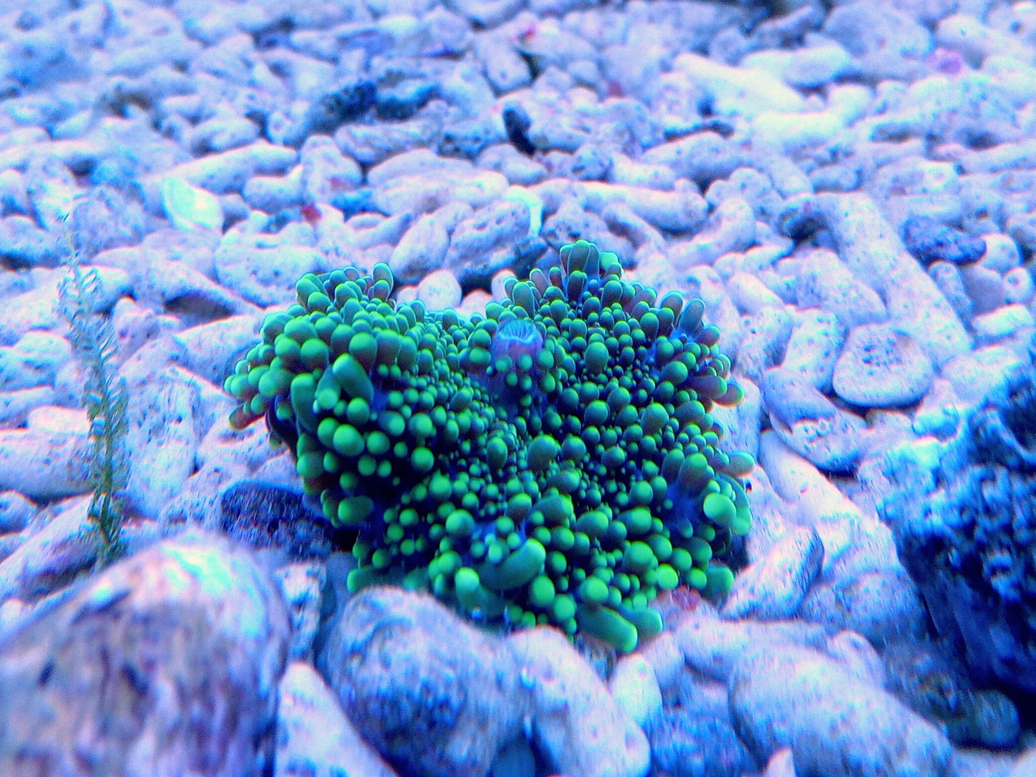 バブルディスク(美メタリックグリーン)1枚