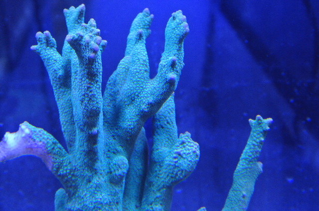 エダコモンサンゴ(美グリーン １株プラグ付)