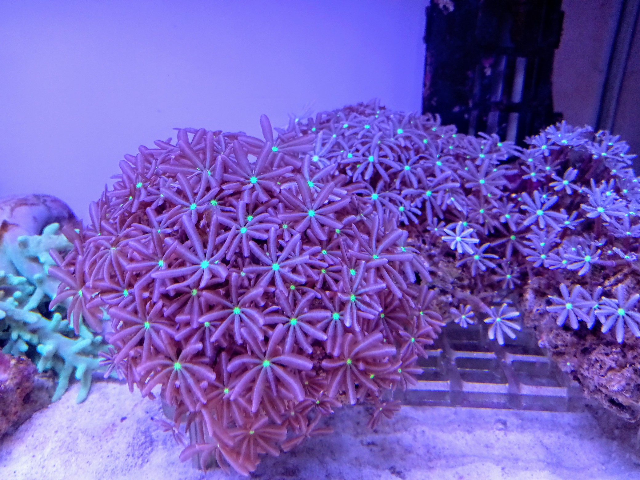 ハナヅタ(美センターグリーン)の芽