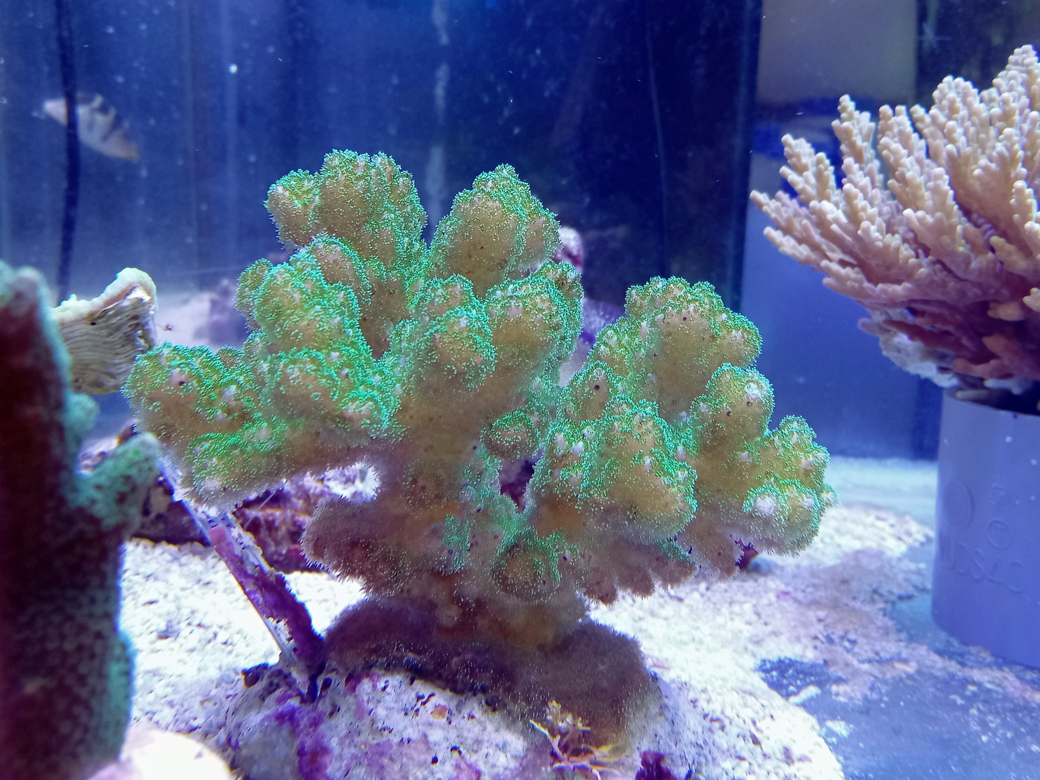 ハナヤサイサンゴ(美メタリックグリーン)の芽