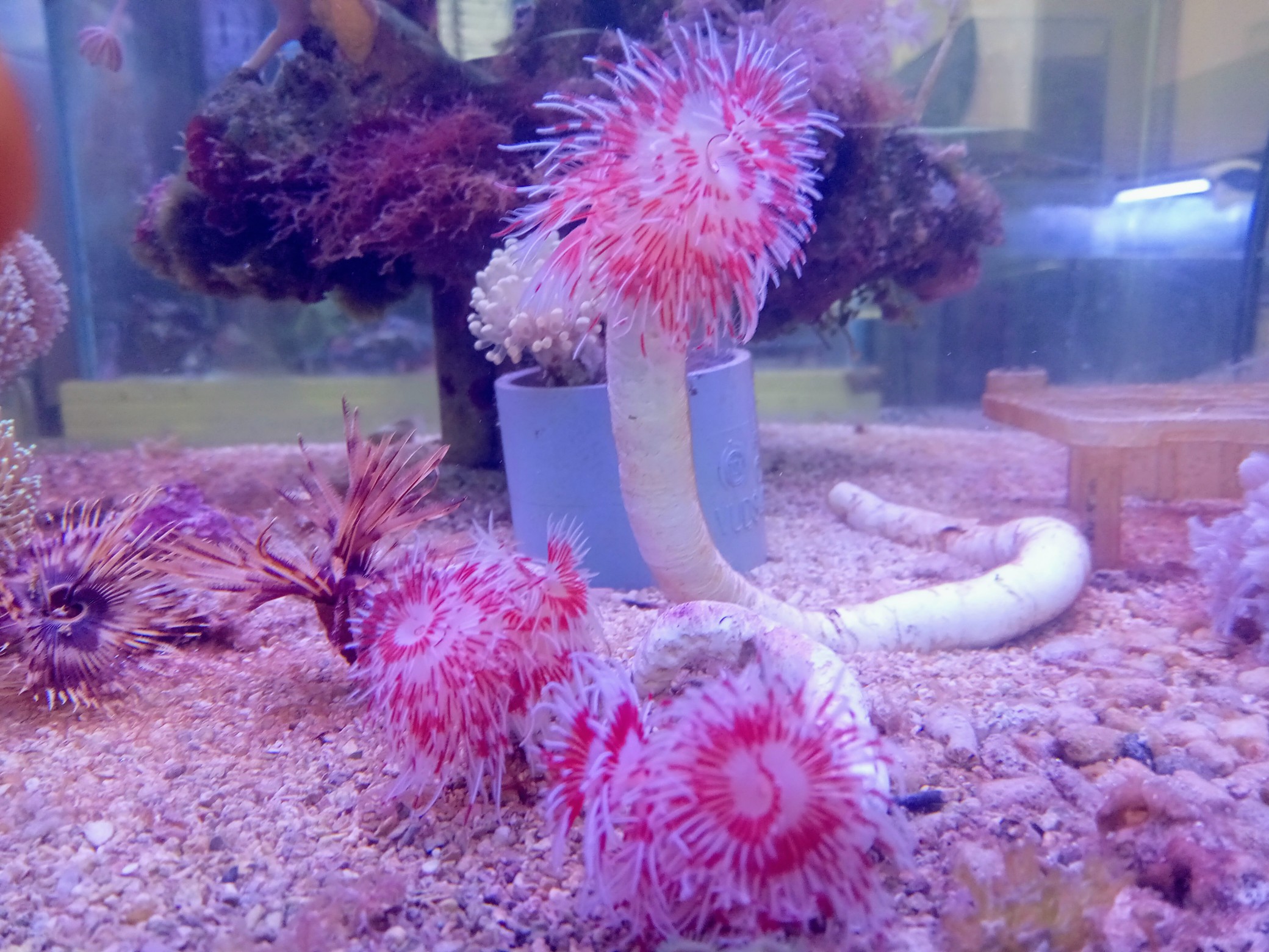 ハードチューブ(シモフリ)