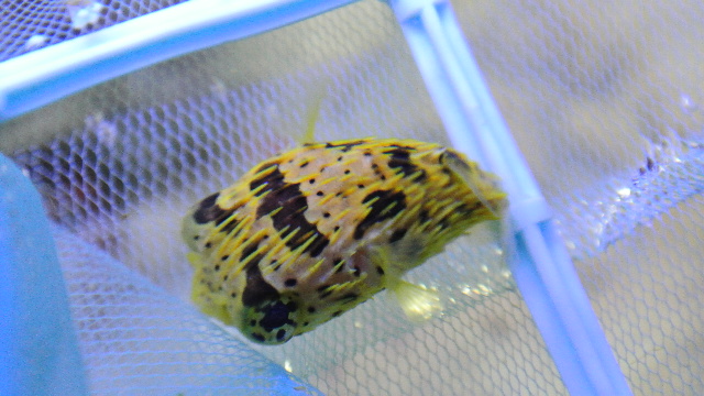 ハリセンボン(ちびサイズ)