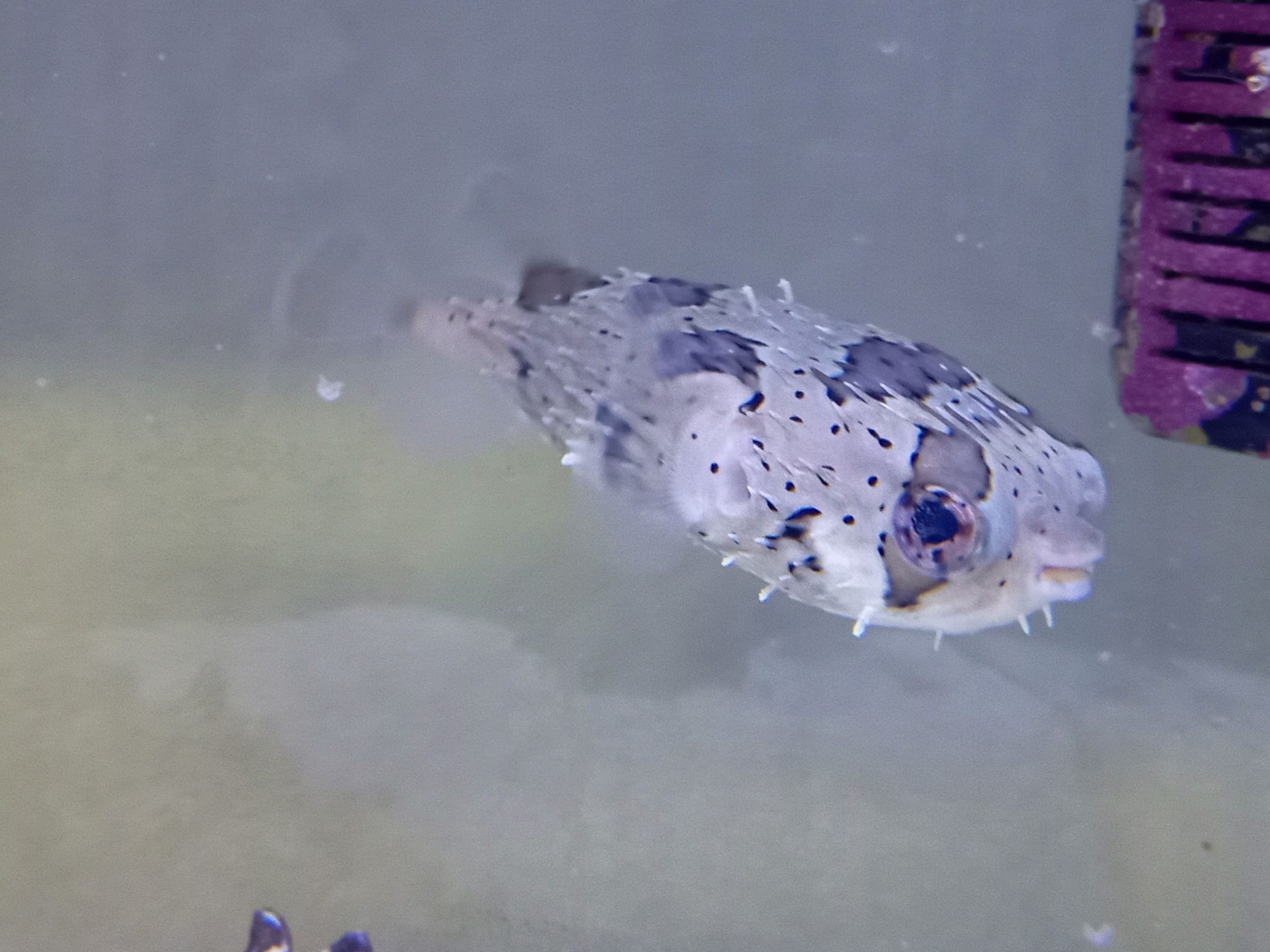 ハリセンボン(小さめ)