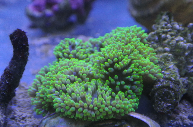 ハタゴイソギンチャク(スーパーメタリックグリーン　小さめ)セブ産