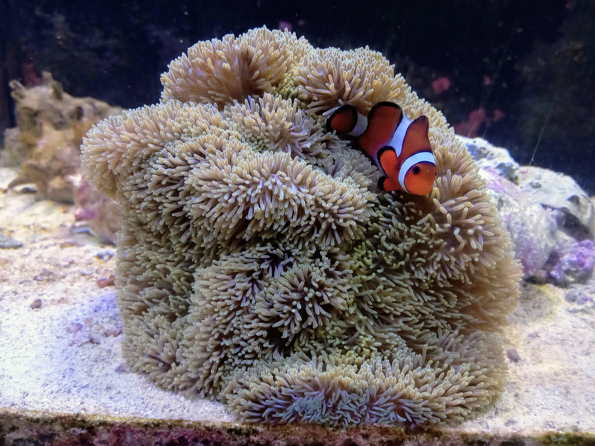 ハタゴイソギンチャク(美グリーン　小さめ)沖縄産