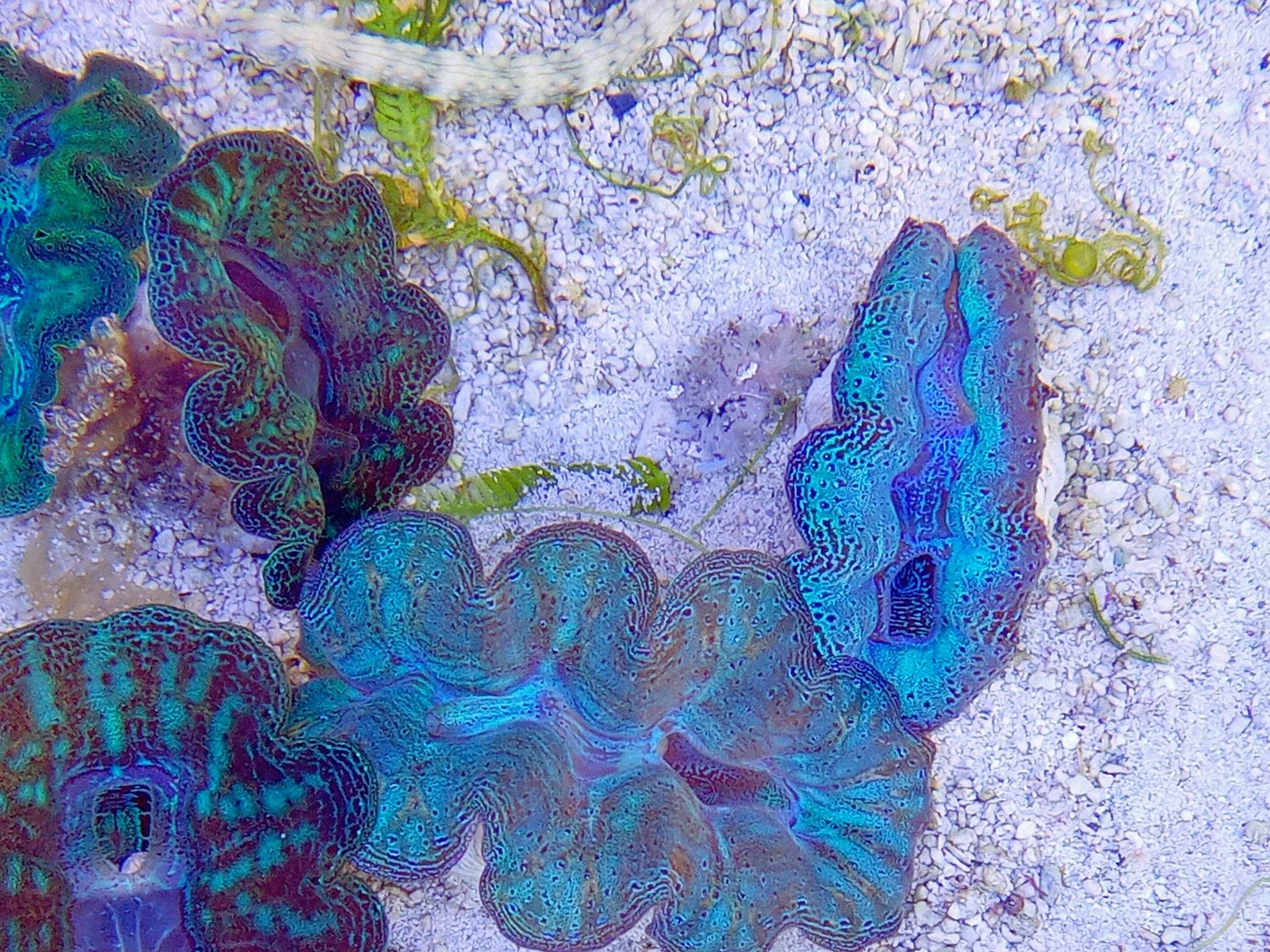 ヒメシャコガイ（スペシャルカラー）沖縄産