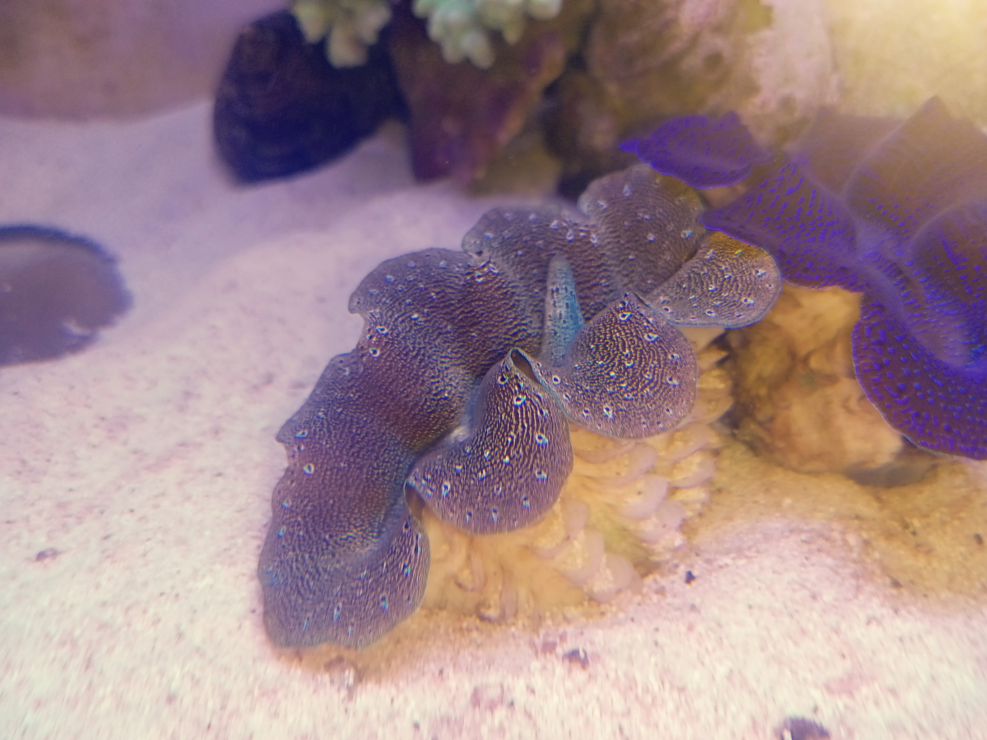 ヒメシャコガイ（ブラウンカラー）沖縄産