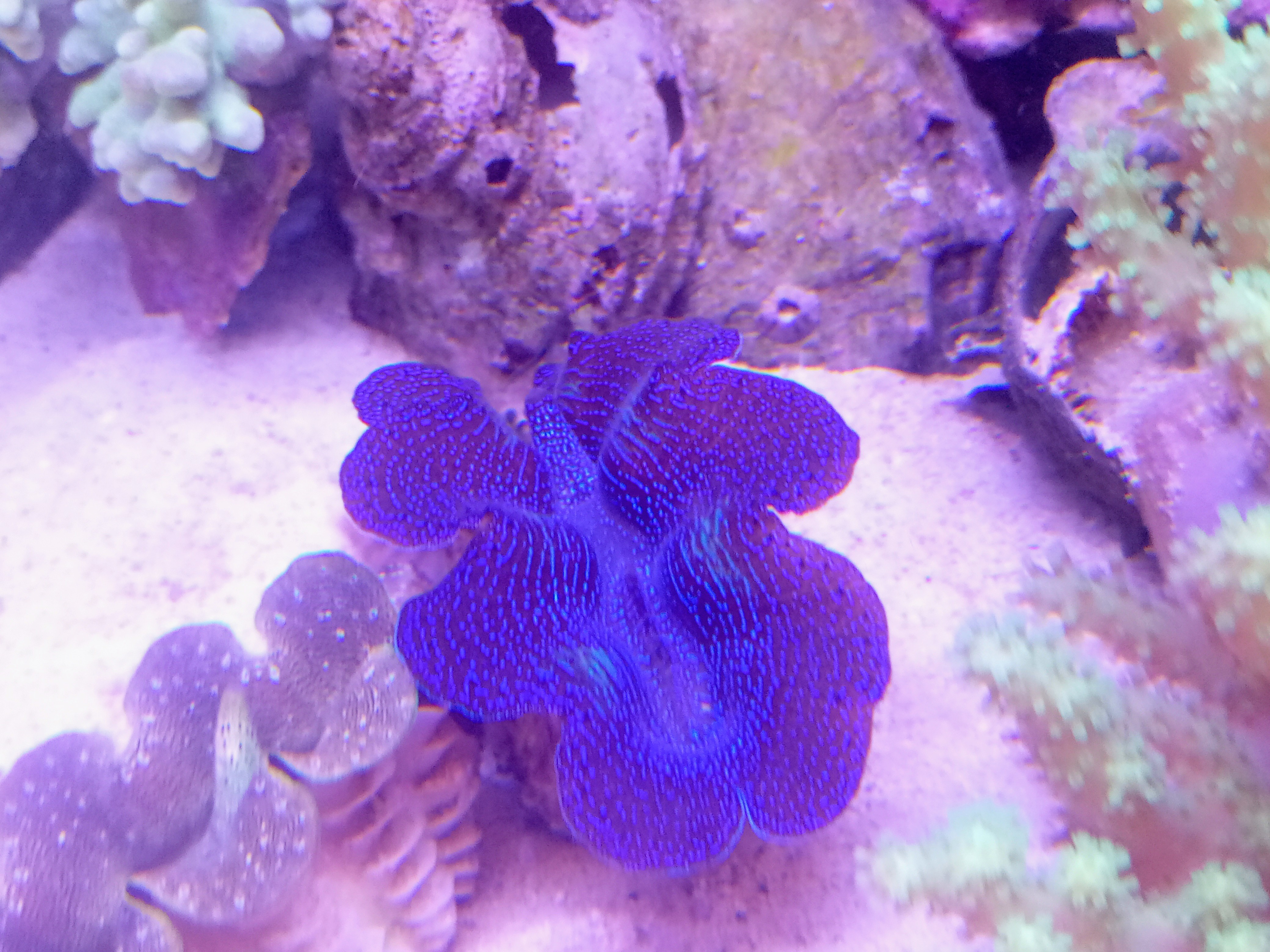 ヒメシャコガイ（美ブルー）沖縄産