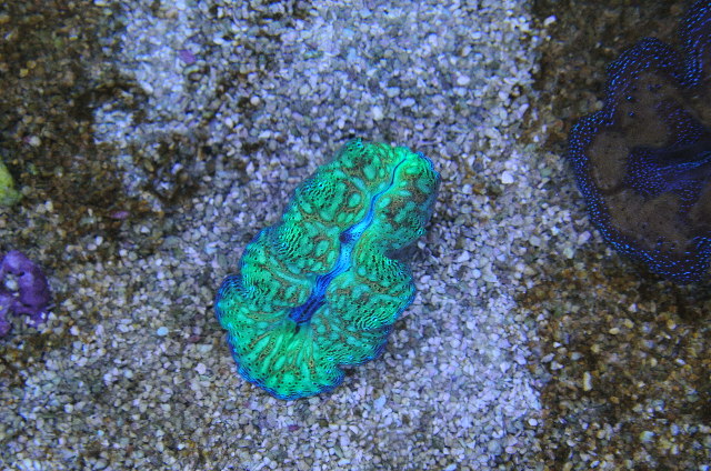 ヒメシャコガイ（超美スペシャルカラー　小さめ）沖縄産