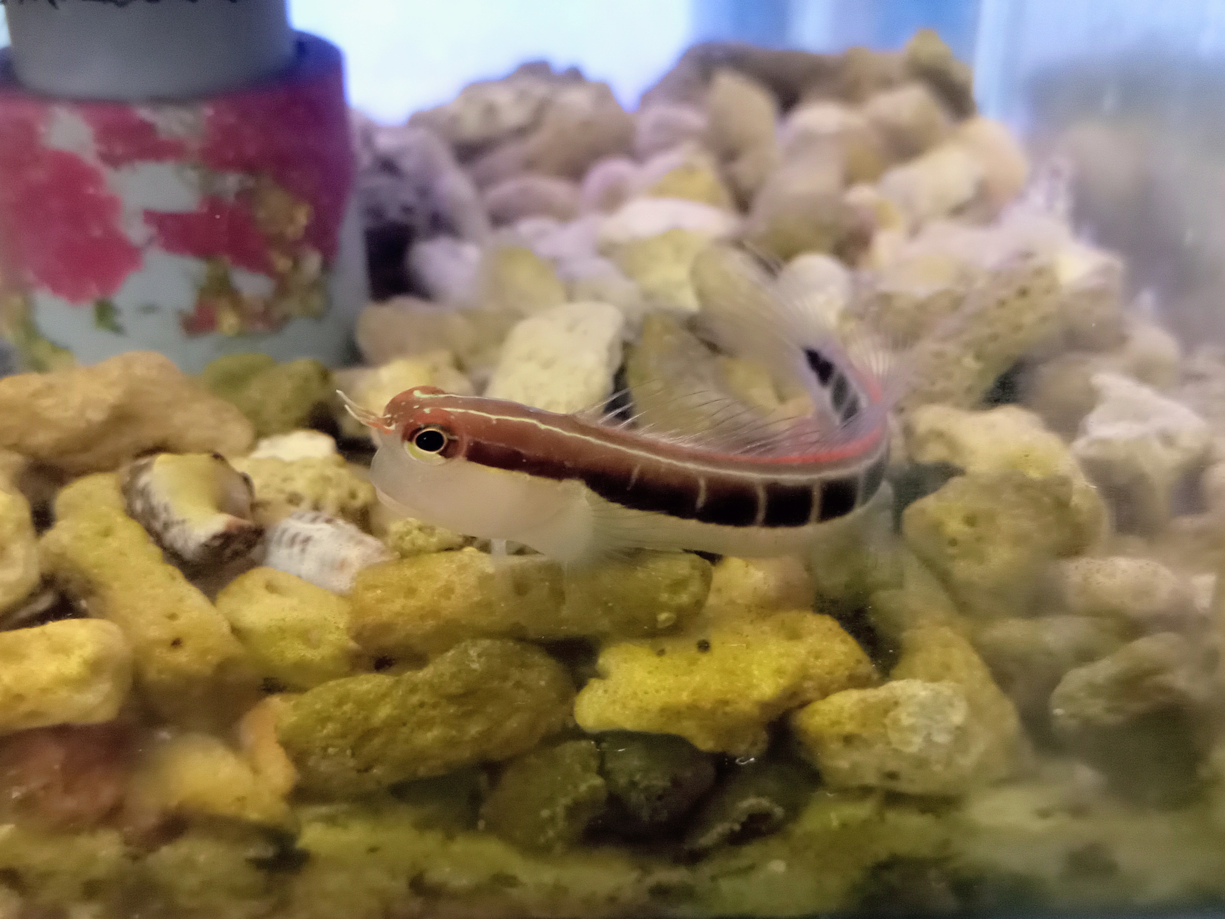 ヒトスジギンポ