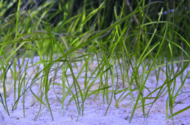 ホソバアマモ(３株)