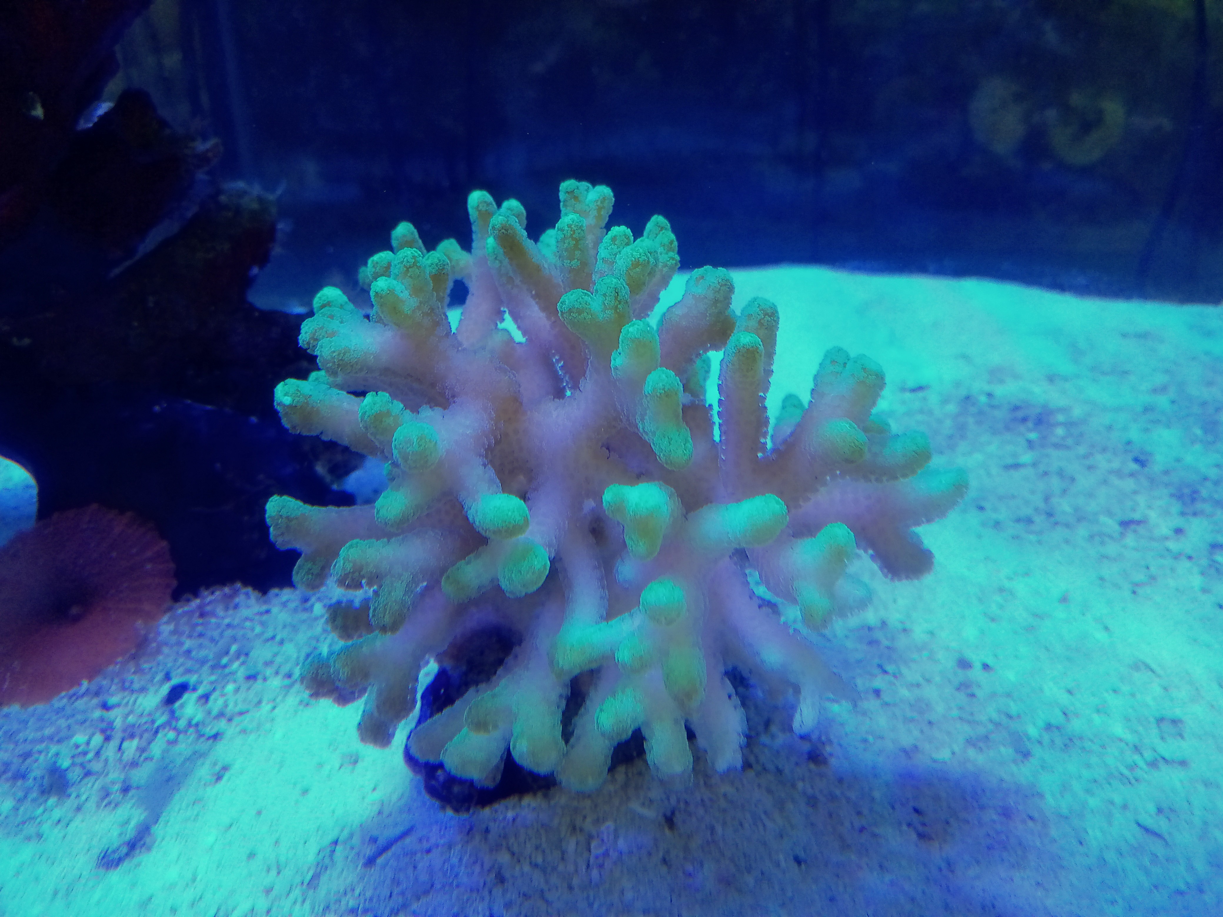 フトトゲサンゴ(美メタリックグリーン)の芽