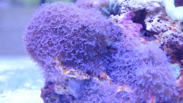 イタアザミ(美ブルー)の芽