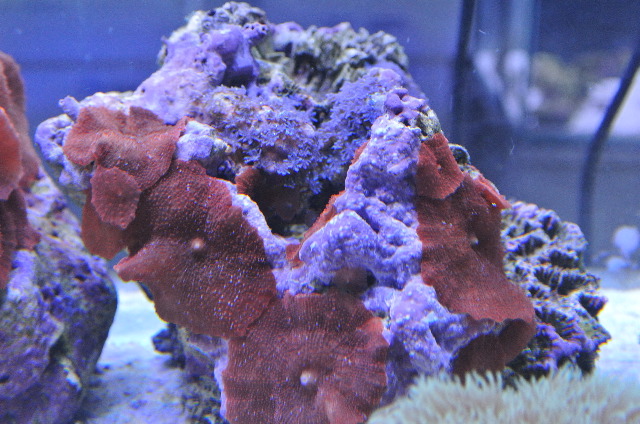 イタアザミ(美ブルー)＆ディスクコーラル付(美レッド)