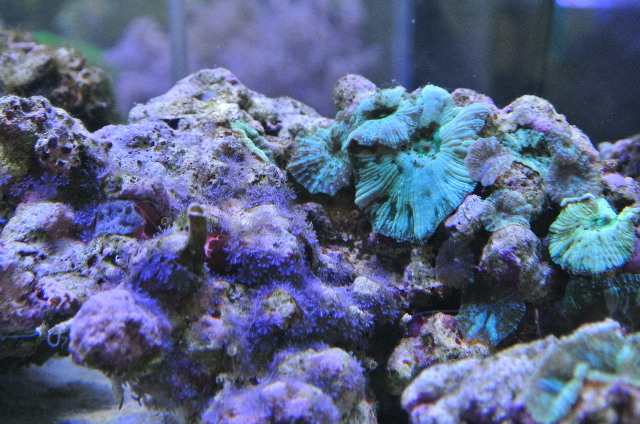 イタアザミ(美ブルー)＆ディスクコーラル付(美グリーン)