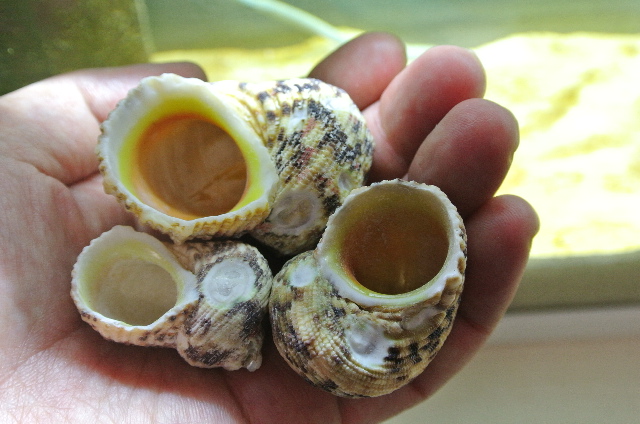 カエルウオ(ギンポ)のお宿貝殻