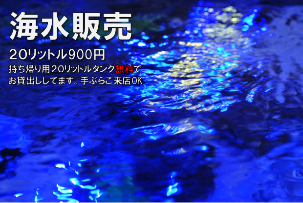 海水販売