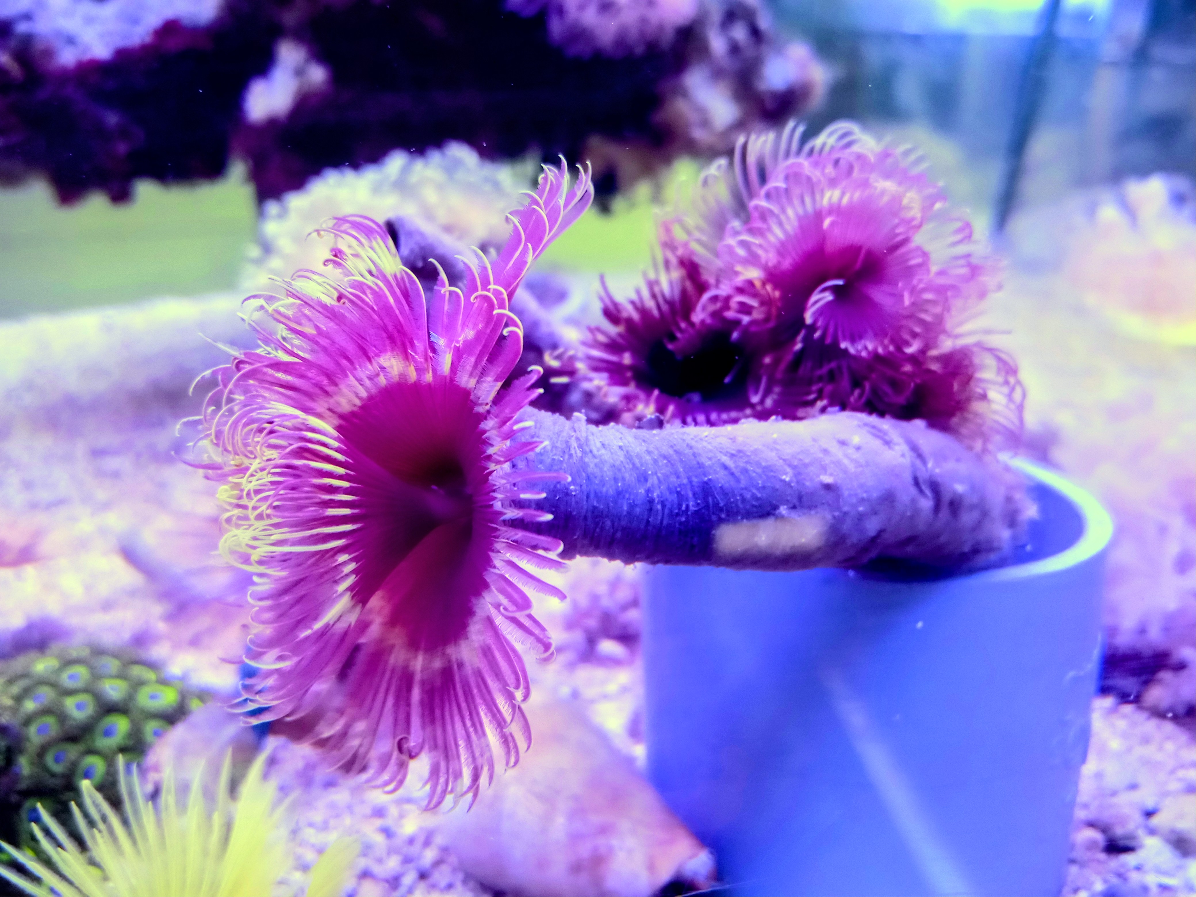 カラードフィンガーチューブ(パープル＆イエロー)