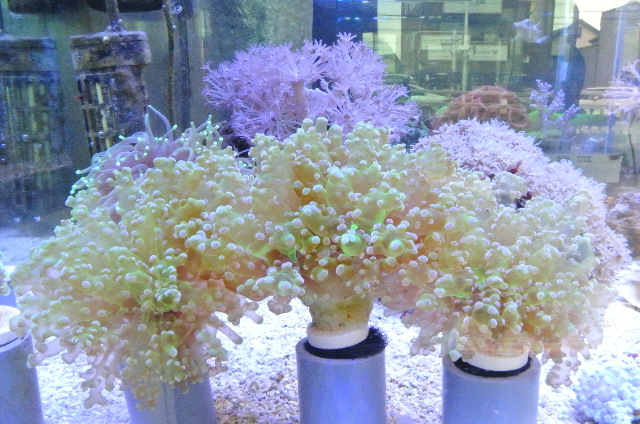 コエダナガレハナ(極美クリアグリーン)の芽